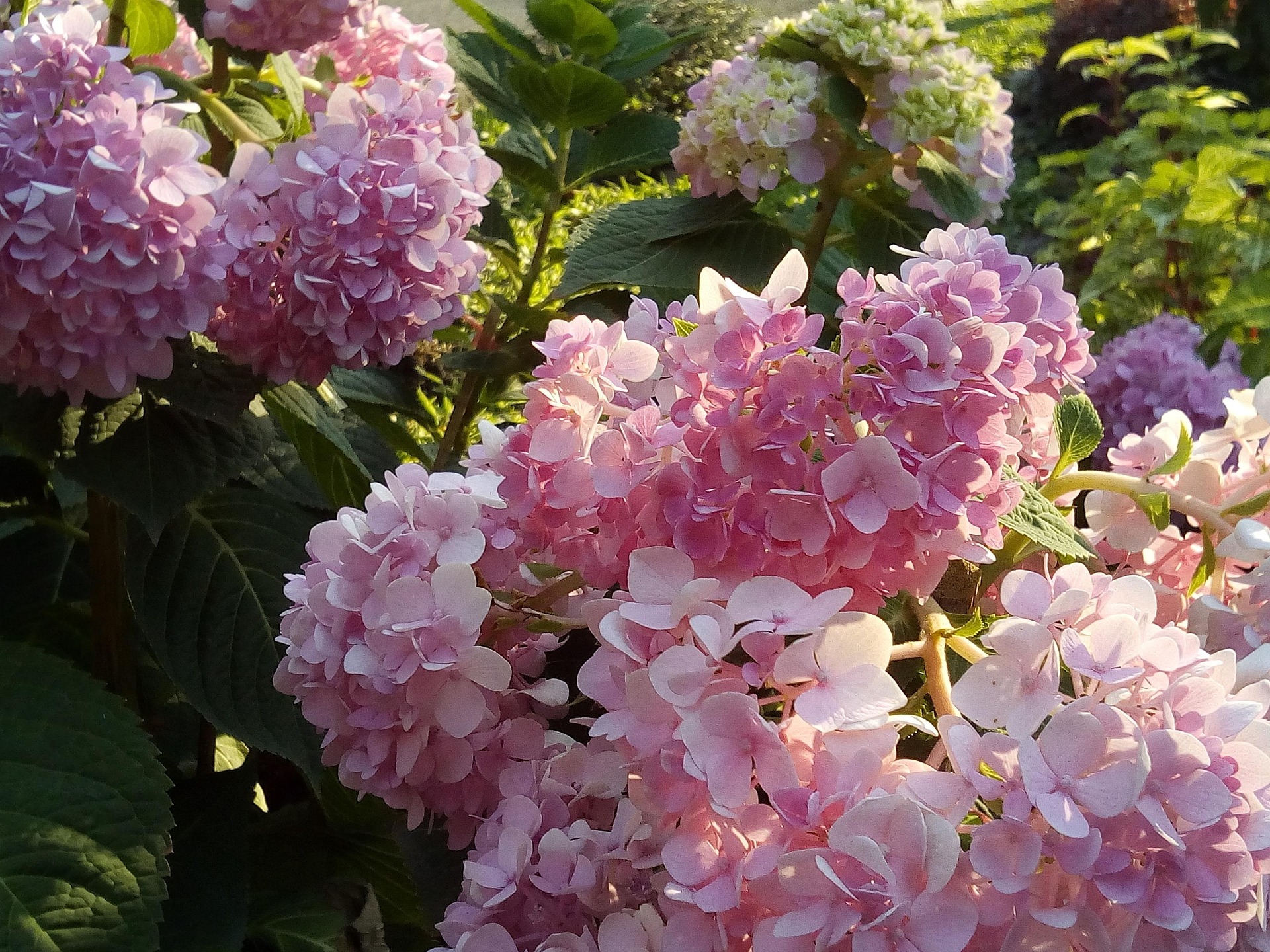 jaonun-hydrangea-flowers-jia-2086900_1920