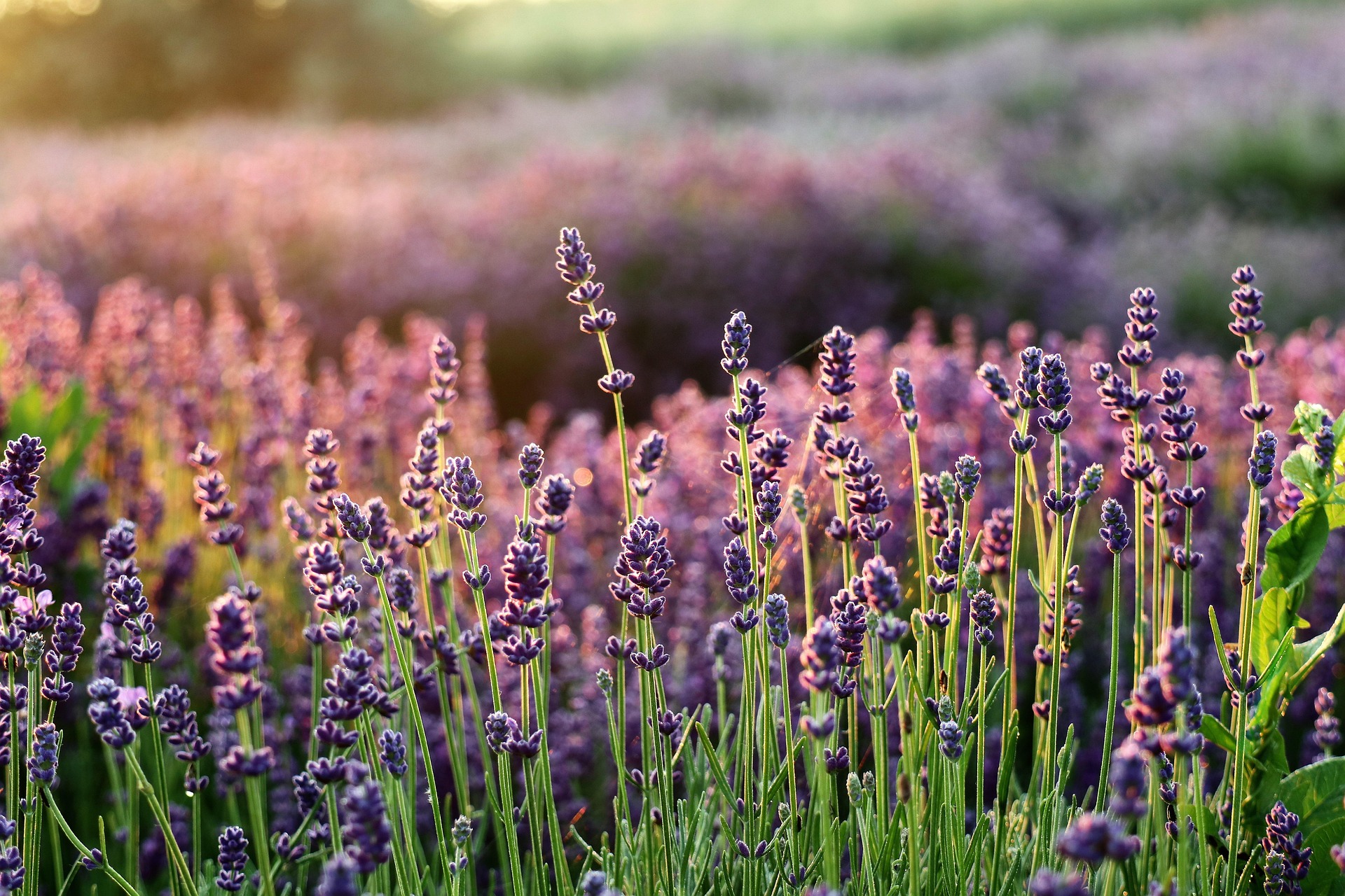 lavender-august-monitoring